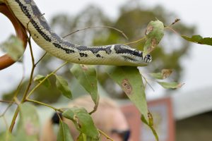 Animal displays